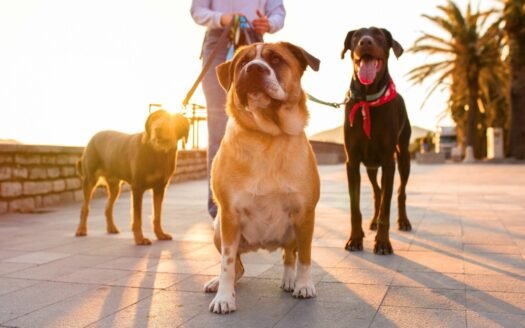 shokiruyushhie-fines-and-new-prizes-turkey-changes-the-rules-of-the-game-for-the-use-of-animal-protection